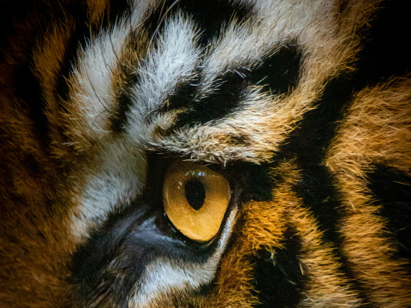 Giava (Indonesia). Grazie alle fototrappole e all'analisi approfondita del DNA, gli ambientalisti indonesiani sperano di trovare ulteriori prove della sopravvivenza in natura della tigre di Giava, una specie dichiarata estinta.&nbsp;