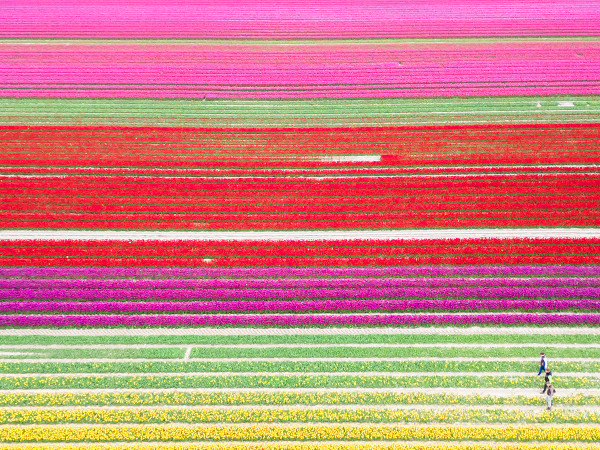 Vordorf (Germania). L'Eickenhof coltiva milioni di tulipani su un terreno di 40 ettari e offre uno spettacolo mozzafiato in primavera.&nbsp;