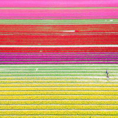 Vordorf (Germania). L'Eickenhof coltiva milioni di tulipani su un terreno di 40 ettari e offre uno spettacolo mozzafiato in primavera.&nbsp;