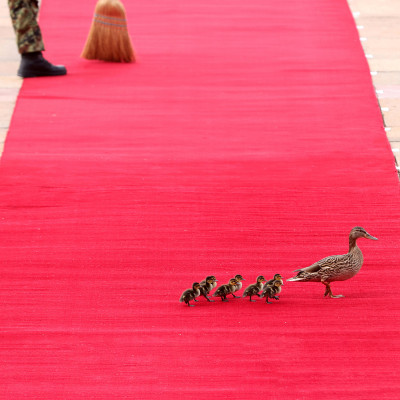 Belgrado (Serbia). Anatre camminano sul tappeto rosso prima dell'arrivo del Presidente cinese Xi Jinping, in visita ufficiale per due giorni, che ha incontrato il suo omologo serbo Aleksandar Vučić.