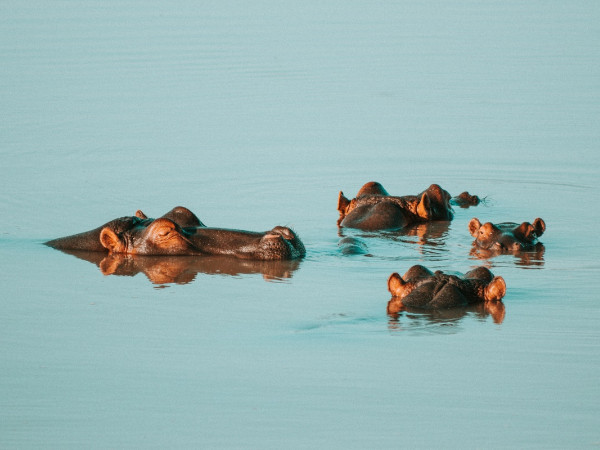 Gli ippopotami sono nella lista rossa della IUCN come specie a rischio