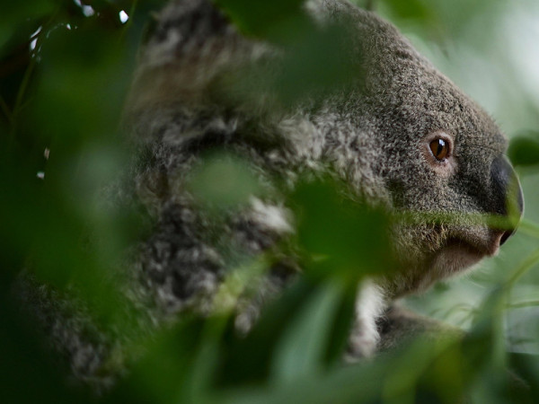 Il Koala è stato dichiarato animale in via d'estinzione.