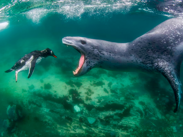 Polo Nord. Nelle acque dell’artico, l’inseguimento tra un pinguino e una foca leopardo sembra sul punto di finire. L’uccello pare voltarsi, quasi con rassegnazione, per fronteggiare il predatore. Primo classificato categoria Behaviour/Mammiferi. (WORLD NATURE PHOTOGRAPHY AWARDS/AMOS NACHOUM)