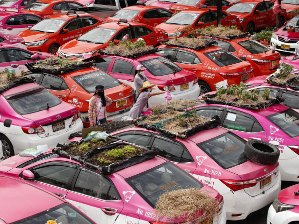 A Bangkok, una compagnia di taxi fallita dopo il Covid ha riciclato i tetti delle auto come orti. EPA/RUNGROJ YONGRIT