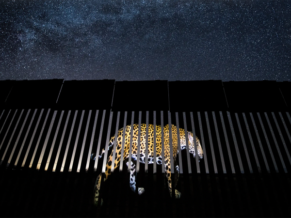 "Another Barred Migrant" di Alejandro Prieto, vincitore del Wildlife Photojournalism 2019.