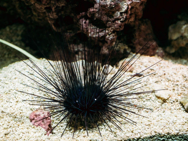 Un riccio di mare a spina lunga si muove, all'interno di un acquario, tra i coralli
