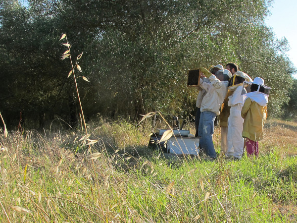 La zona dedicata all'apicoltura a Mondeggi (Bagno a Ripoli, Firenze),