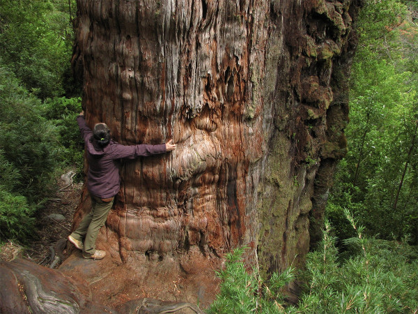 Il grande albero millenario - Favian Ortega (Parque Nacional Alerce Costero)