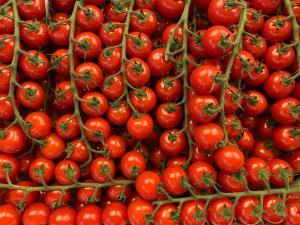 Uno studio ha dimostrato che, eliminando un singolo gene, i pomodori potrebbero fornire ciascuno il 20% della dose giornaliera raccomandata di vitamina D