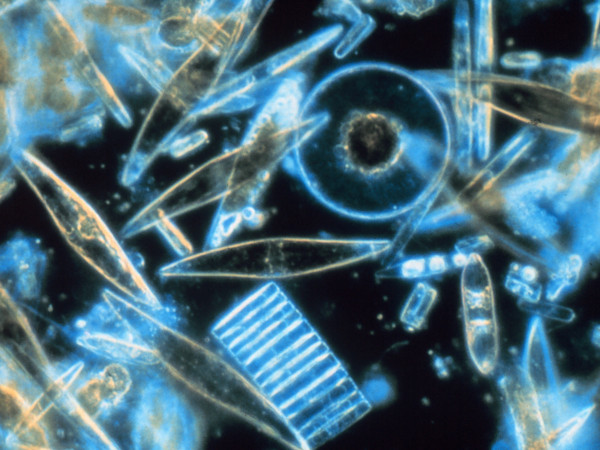 Le diatomee viste al microscopio