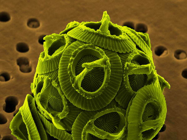 Immagine in falsi colori al microscopio elettronico a scansione della Gephyrocapsa oceanica, con i coccoliti in evidenza.