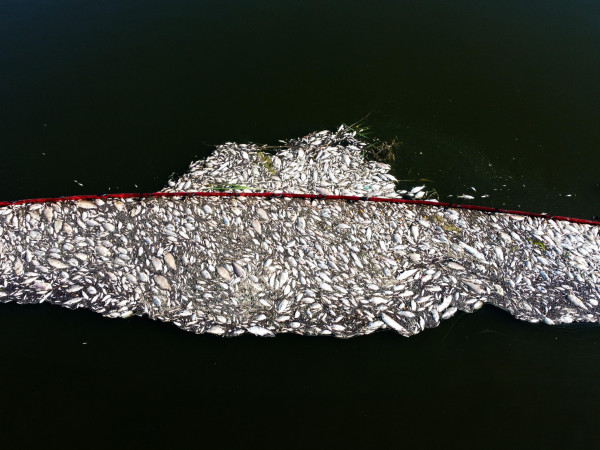 Widuchowa (Polonia). Un'azione per ripulire il fiume Oder dalle tonnellate di pesci morti nelle acque al confine tra Polonia e Germania. Escluso l'avvelenamento da mercurio, restano ancora ignote le cause del disastro ecologico
