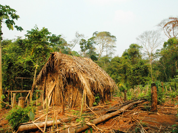 Una delle capanne costruite dall'uomo della buca in Amazzonia