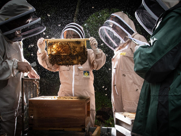 Llanarthne (Regno Unito). La squadra di apicoltura volontaria del National Botanic Garden of Wales controlla gli alveari per verificare che le api regine abbiano deposto le uova (Joann Randles/Cover Images via ZUMA Press)