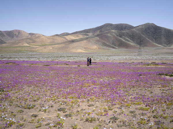 Il deserto di Atacama, considerato il più arido del mondo, sta vivendo un fenomeno naturale di fioritura di circa duecento specie di piante. Il fenomeno si verifica solitamente in periodi compresi tra cinque e sette anni a causa di El Niño, una variazione climatica che interessa le acque dell'Oceano Pacifico Centro-Meridionale e Orientale.