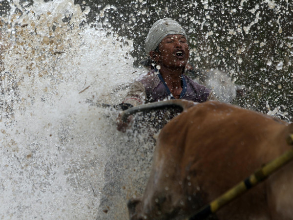 Pariangan (Indonesia). Un fantino indonesiano viene travolto da getti d’acqua e fango durante la tradizionale corsa delle mucche Pacu Jawi nelle fangose risaie non coltivate della Sumatra occidentale. Gli agricoltori la organizzano prima dell'inizio della nuova stagione del raccolto o per celebrare il successo della stagione del raccolto.