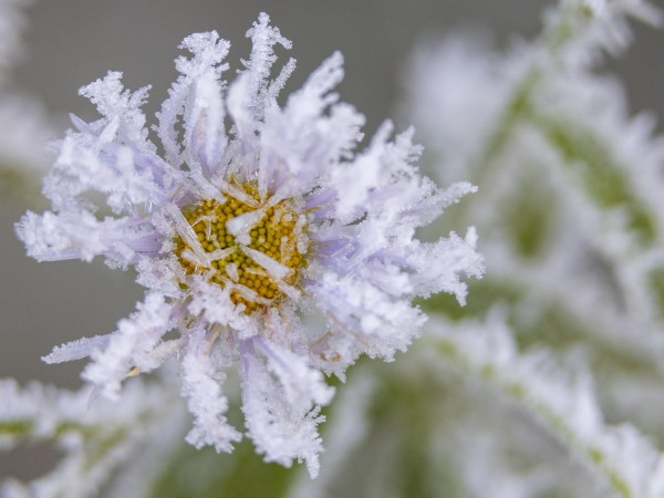 Nagykanizsa (Ungheria). Piccoli cristalli di ghiaccio ricoprono una margherita in un pascolo all'alba. Un’ondata di freddo invernale ha fatto accumulare la brina sulle piante, persino su fiori e fogliame.