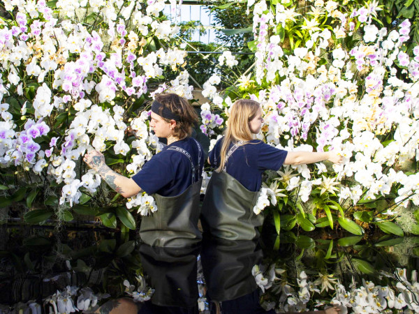 Londra (Gran Bretagna). Gli orticoltori posano con un'esposizione floreale durante l'annuale Festival delle orchidee di Kew Gardens in programma dal 4 al 5 marzo presso il Princess of Wales Conservatory.