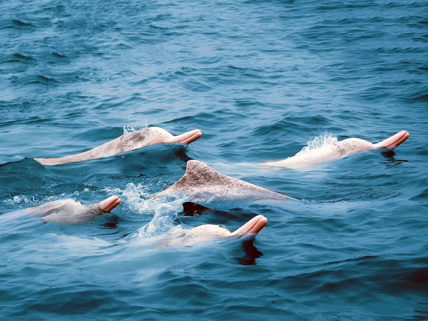 Qinzhou (Cina). Un gruppo di delfini bianchi cinesi nuota nella baia di Sanniang. In occasione della Giornata Mondiale dei delfini, il team di Life Delfi, cofinanziato dal Programma LIFE dell’UE e coordinato da IRBIM-CNR, propone un “Codice di condotta” per i pescatori. Secondo la “Banca Dati Spiaggiamenti”, la maggioranza dei cetacei spiaggiati sulle coste italiane (162 nel 2022 e 30 nel 2023) sono delfini.