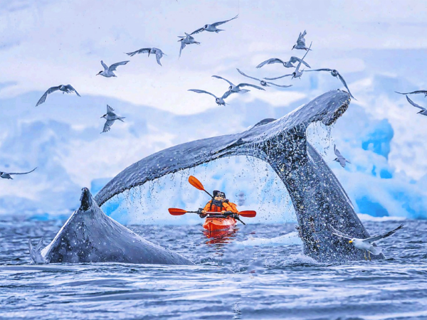 Antartide. Uno stormo di uccelli e l’enorme coda di una balena che si immerge nelle gelide acque del Polo sud incorniciano due kayakisti piacevolmente sorpresi. Il fotografo l’ha definito un "momento unico nella vita".