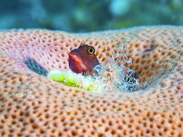 Cuba. Un pesce bavosa dalla bocca rossa nuota tra i coralli. La barriera corallina cubana è una delle più grandi al mondo dopo la Great Barrier Reef australiana. Per tutelarla, sono attivi diversi progetti di “coral restoration” che prevedono la coltivazione in vivaio e la piantumazione nelle zone compromesse.