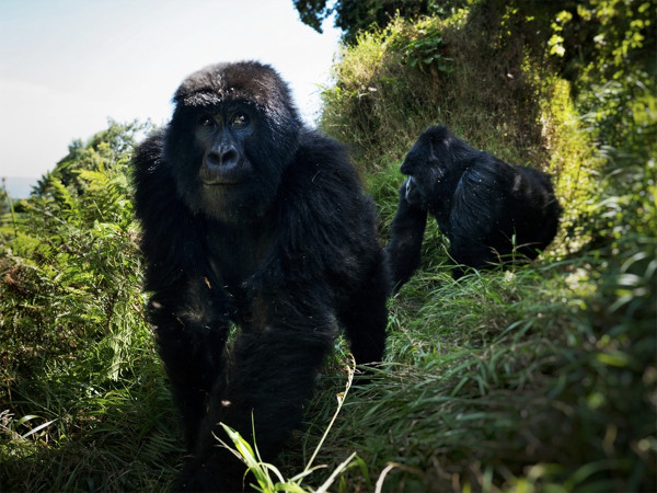 Parco Nazionale del Virunga (Ruanda). Gorilla fotografati da Stefano Guindani, autore del progetto “BG4SDGs – Time to Change” che sta indagando lo stato di realizzazione dei 17 traguardi degli Obiettivi di Sviluppo Sostenibile contenuti nell’Agenda 2030  con la collaborazione di Banca Generali. Ora si trova al confine tra Congo e Ruanda per il numero 15, legato alla gestione sostenibile degli ecosistemi per fermare la perdita di biodiversità