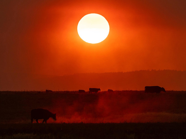 Dot (Stati Uniti). Bestiame pascola sotto un tramonto colorato di arancione dal fumo dell'incendio di Newell Road, che ha raggiunto una superficie di circa 50.000 acri. Il clima secco e ventoso ha alimentato gli incendi nello stato di Washington, 200 kmq di terreno sono in fiamme.
