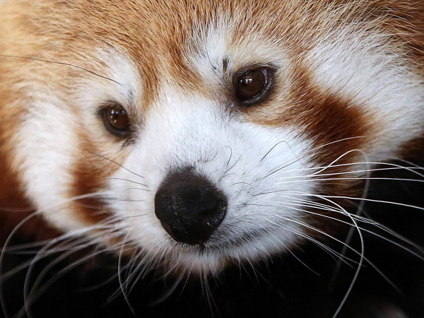 Atene (Grecia). Un cucciolo di panda rosso di tre mesi ospite del Parco zoologico dell'Attica a Spata. Questo piccolo mammifero originario dell'Himalaya orientale e della Cina sudoccidentale, che dorme più di 12 ore al giorno, appartiene alle specie in via di estinzione.