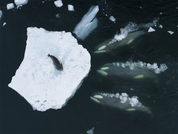 Antartide. &lsquo;Whales making waves&rsquo;, lo scatto del fotografo naturalista Bertie Gregory che cattura un branco di orche mentre accerchiano una foca. Questi predatori del mare appartengono a un gruppo specializzato nella caccia alle foche secondo una particolare tecnica che consiste nell&rsquo;isolare la preda su una lastra di ghiaccio e investirla con l&rsquo;acqua. A causa dello scioglimento dei ghiacciai per&ograve; le foche trascorrono pi&ugrave; tempo sulla terraferma e questa strategia di caccia &egrave; destinata a scomparire.&nbsp;</p>