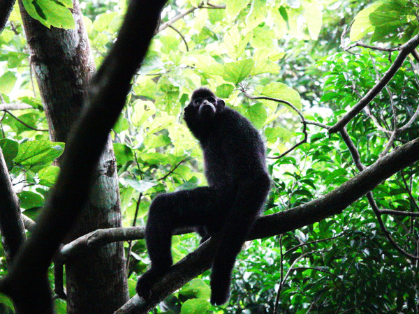 Haikou (Cina). Un gibbone posa su un ramo a pi&ugrave; di 10 metri di altezza nel Parco Nazionale della Foresta Pluviale Tropicale di Hainan, nella provincia omonima. Queste scimmie dal ciuffo nero sono i primati pi&ugrave; rari al mondo e sono attualmente classificate come in pericolo critico dall'Unione Internazionale per la Conservazione della Natura. Gli ultimi dati ufficiali, tuttavia, mostrano che la loro popolazione &egrave; aumentata a 37.&nbsp;
