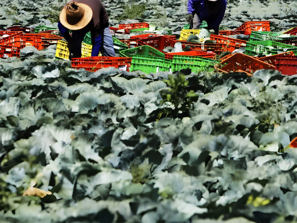 Lavoratori agricoli tailandesi al lavoro in un campo di cavoli in una fattoria nel sud di Israele.