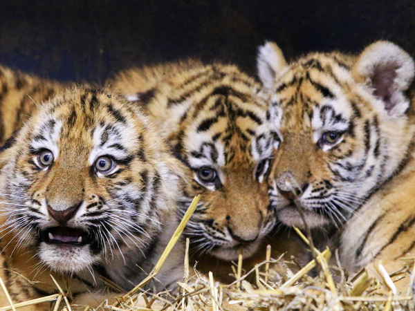 Opole (Polonia). Tre cuccioli di tigre siberiana, nati il 19 settembre, nel loro recinto allo zoo sull&rsquo;Isola di Bolko. Fondato nel 1930, ha un'estensione di circa 20 ettari e ospita circa 1000 animali di 240 specie diverse.