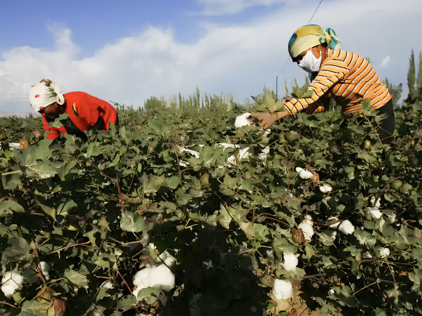 Donne uiguri raccolgono cotone in un campo nello Xinjiang