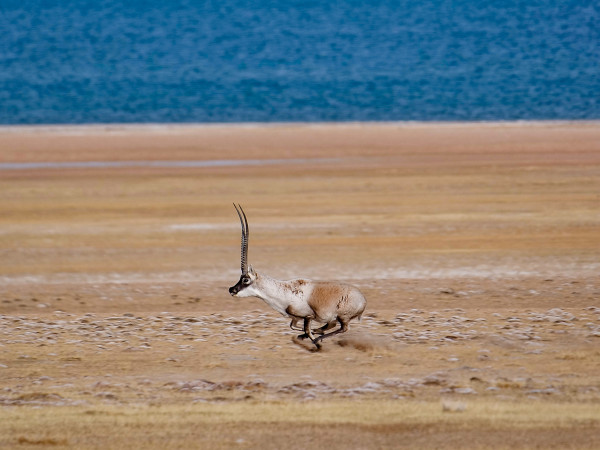 Qiangtang (Cina). Un maschio di antilope tibetana galoppa nella Riserva naturale nazionale soprannominata il "paradiso degli animali selvatici&rdquo;. L&rsquo;inverno &egrave; la stagione degli amori: queste 3 settimane sono l&rsquo;unico periodo dell'anno in cui &egrave; possibile osservare i maschi insieme alle femmine.&nbsp;