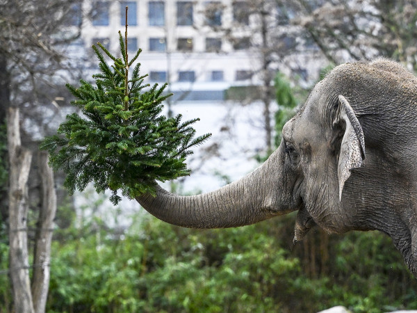 <br />Berlino (Germania). Un elefante asiatico gioca con un albero di Natale durante la cerimonia annuale in cui gli abeti invenduti vengono dati in pasto agli animali dello zoo.&nbsp;