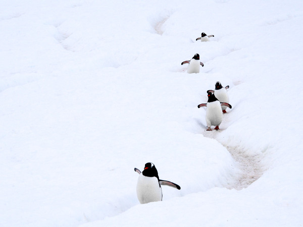 Un tipo mortale di influenza aviaria &egrave; stato riscontrato per la prima volta nei pinguini Papua, ha detto il Comitato Scientifico per la Ricerca in Antartide (Scar). La paura &egrave; che possa diffondersi tra i pinguini dell&rsquo;Antartide.