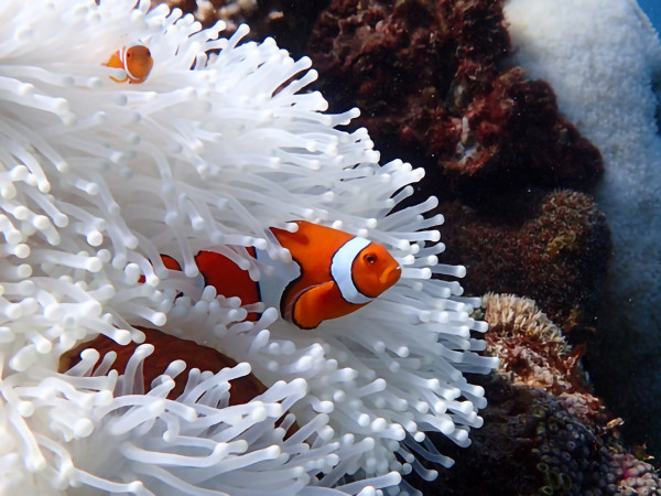 Australia. I ricercatori della James Cook University hanno scoperto un sbiancamento dei coralli intorno a 6 isole nell&rsquo;estremo nord della Grande Barriera Corallina, trovando solo poche aree relativamente sane, per lo pi&ugrave; in acque pi&ugrave; profonde. La Great Barrier Reef ha subito 5 eventi di sbiancamento di massa in 8 anni: gli esperti li hanno collegati ai cambiamenti climatici.&nbsp;