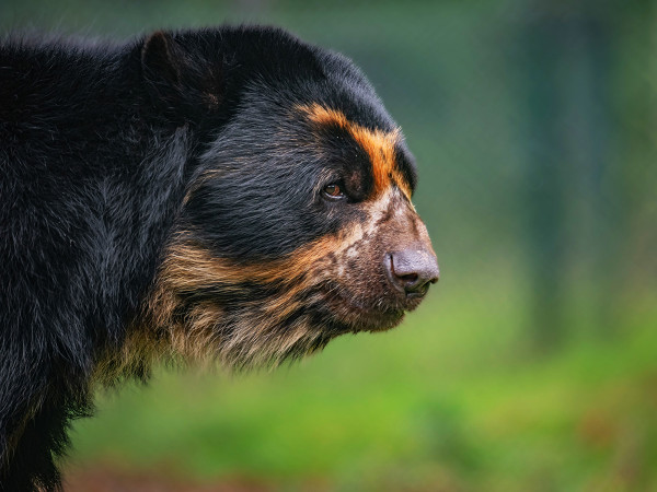 Bogot&agrave; (Colombia). Un programma di conservazione ha identificato almeno 60 orsi "Paddington" in aree in cui non erano mai stati avvistati prima, dando agli ambientalisti la speranza che la specie possa stabilizzarsi.