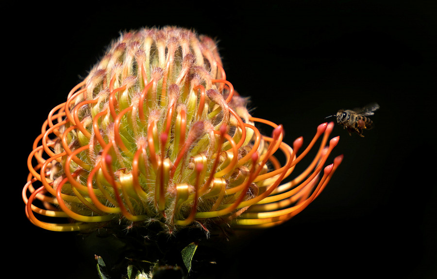 Cape Town. Sud Africa. Un’ape si posa su una pianta indigena, una ‘Leucospermum Fynbos’ conservata all’Istituto Nazionale Africano per la Biodiversit&agrave; del Kirstenbosch Botanical Garden. EPA/NIC BOTHMA