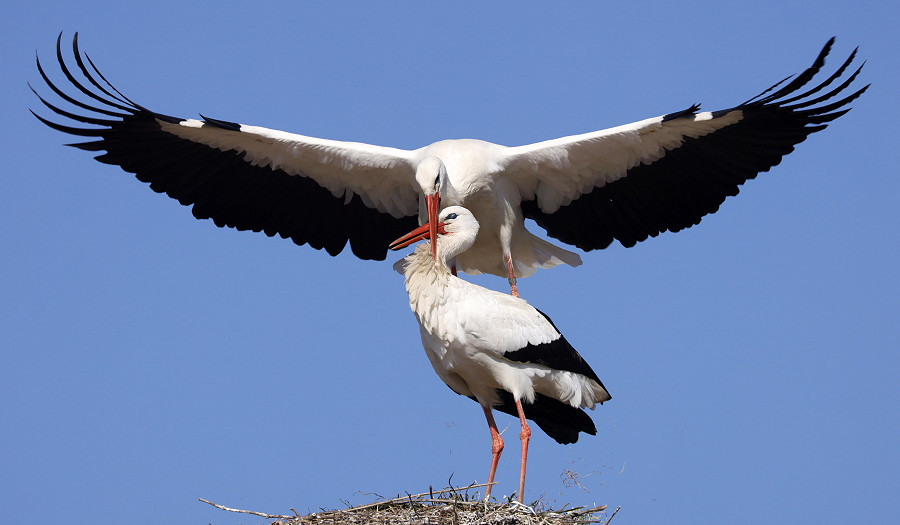 Biebesheim. Con l’inizio della stagione del corteggiamento, due cicogne bianche sbattono le ali per mostrare il proprio amore. (EPA/RONALD WITTEK)