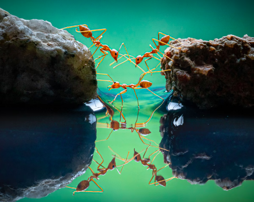 Indonesia. Una formica per consentire alle sue simili di saltare da una roccia all’altra sull’acqua si presta a fare da ponte. Primo classificato categoria Beahviour/Invertebrati. (WORLD NATURE PHOTOGRAPHY AWARDS/TEO CHIN LEONG)