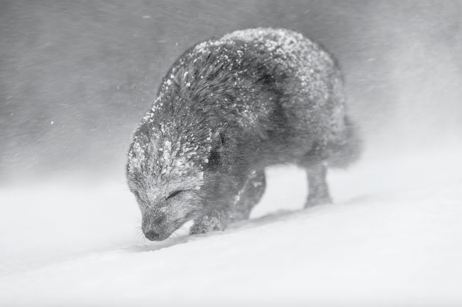 Islanda. Una volpe artica arranca in una tempesta di neve nel cuore del Paese di ghiaccio. Primo classificato categoria Black and White (WORLD NATURE PHOTOGRAPHY AWARDS/VINCE BURTON)