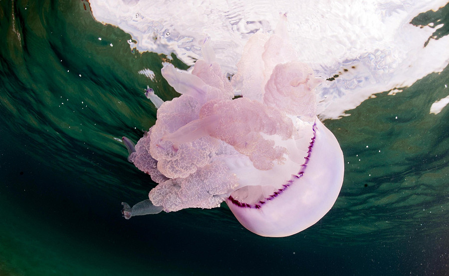 San Teodoro (Italia). Una medusa del diametro di oltre 40 cm nuota nelle acque cristalline della Sardegna. L’ultima invasione di questi esemplari giganti si verific&ograve; nel 2014, lungo la costa orientale dell’isola. (MARCO MATTANA/ANSA FOTO)
