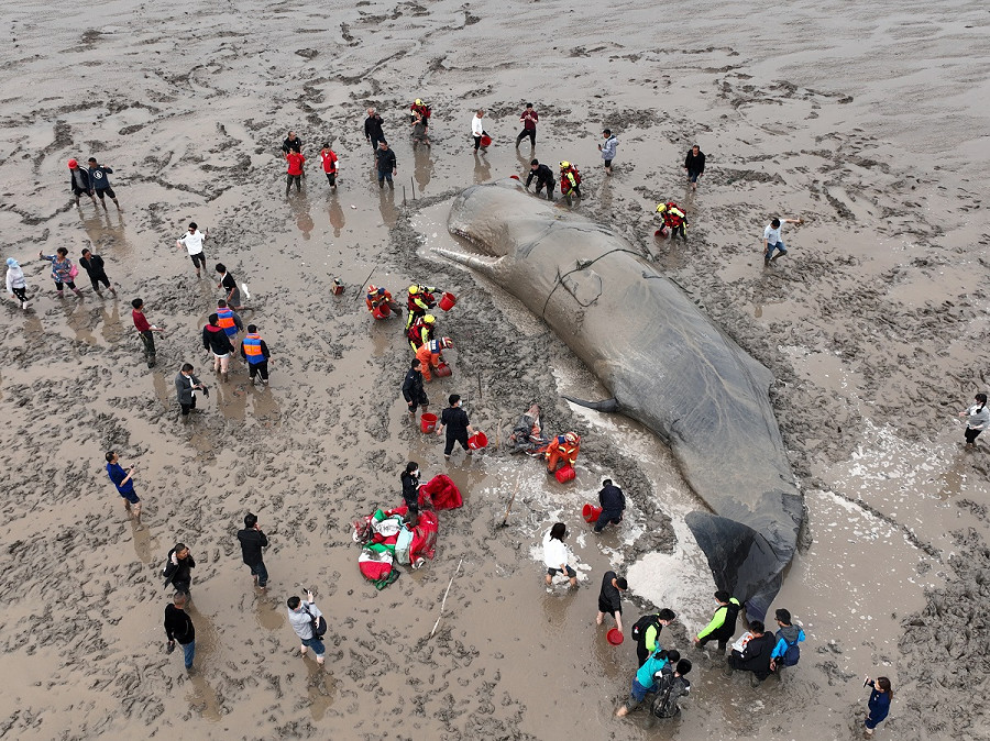 Zhejiang (Cina). Alcuni soccorritori sono riusciti a salvare una balena arenatasi marted&igrave; su una spiaggia della contea di Xiangshan. Per aiutarla, le hanno bagnato il corpo (lungo 20 metri) e scavato attorno una piscina d’acqua. Dopo venti ore, il team di salvataggio ha tagliato il cavo di traino e ha liberato l&rsquo;animale in mare. (Xinhua)