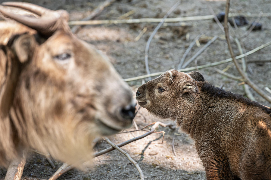 2.	Wrocław (Polonia). Un vitello takin di un mese esplora il suo recinto nello zoo di 33 ettari situato nella zona occidentale del Paese. Il cucciolo, detto Budorcas taxicolor e noto anche come capra gnu, &egrave; nato l’8 aprile.