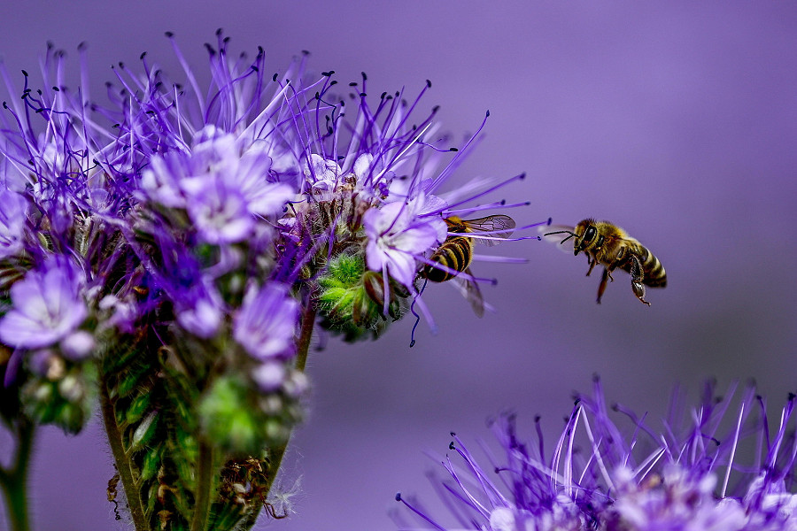 Debrecen (Ungheria). Un’ape raccoglie il nettare da una facelia in un campo. Si tratta di una pianta erbacea molto apprezzata dalle api: da un ettaro di facelie, le api possono ricavare oltre 700 kg di miele. (EPA/ZSOLT CZEGLEDI)