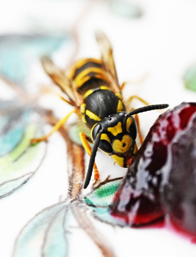 Magonza (Germania). Una vespa si &egrave; posata su un piatto di gelatina di sambuco dolce. Caldo e siccit&agrave; favoriscono lo sviluppo di colonie di vespe (PETER ZSCHUNKE/DPA-ZENDTRALBILD/DPA)