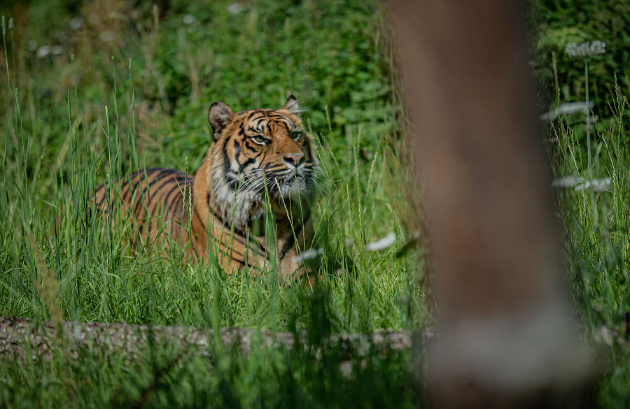 Chester. Nello zoo pi&ugrave; visitato della Gran Bretagna, il Chester Zoo, l’arrivo di un nuovo esemplare di tigre di Sumatra getta nuove speranze sulla conservazione delle specie a rischio di estinzione. Attualmente solo 400 di questi grandi felini vivono in libert&agrave;.