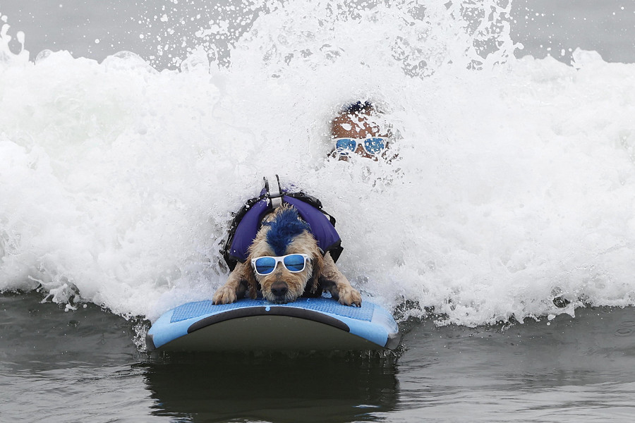 Pacifica (California). Un cane cattura un’onda durante il World Dog Surfing Championships, l’annuale gara di “dog surfing” che si tiene a Linda Mar Beach.