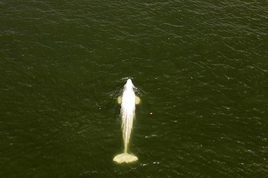 Normandia (Francia). Una balena Beluga smarrita nuota in una chiusa del fiume Senna a Saint Pierre la Garenne. In queste ore il gruppo di conservazione marina Sea Shepherd France sta cercando di salvare il cetaceo. 
